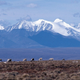 Caribou grazing on the coastal plain at the Arctic National Wildlife Refuge. Photo: US Fish and Wildlife Service/Flickr